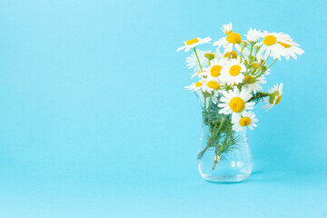 Beautiful summer bouquet of white daisies in a glass transparent vase on a blue background. Copy space
