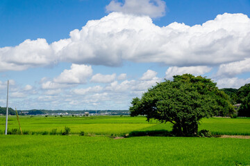 田園風景