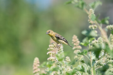 A lesser goldfinch on milkweed