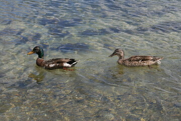 2 Enten im Wasser