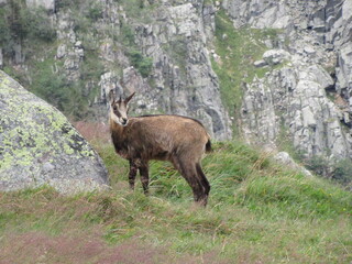chamois