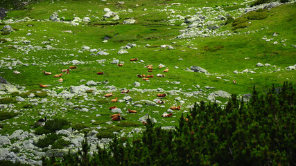 Herd of cows resting. Photo taken in Retezat Mountains, Romania
