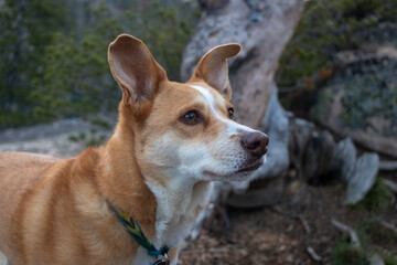 Australian cattle dog (red heeler mixed with miniature australian shepherd) outside camping in central idaho