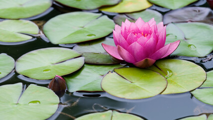 Seerose © C. Schüßler