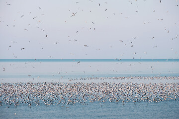 Flock of flying seagulls over the blue sea with floating seagulls