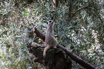 meerkat on tree
