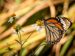 Butterfly on flowers in Hong Kong wetland park.