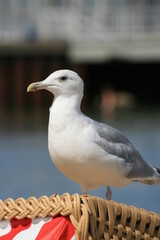 Möwe