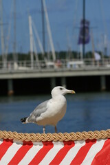 Möwe