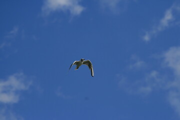 Möwe am Himmel