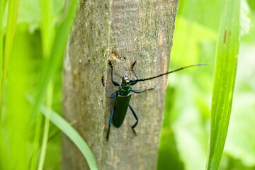 Żuk, insekt na desce