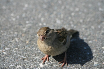 Spatz