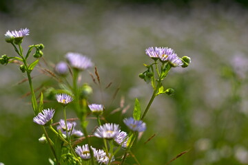 Fioletowe małe kwiaty © Grzegorz