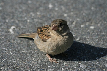 Spatz auf der Straße