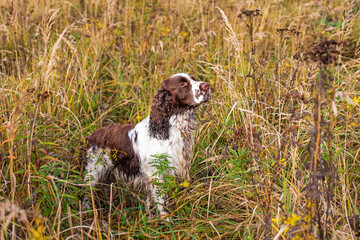 The gun dog runs in the wild grass autumn field. English springer spaniel Breeds