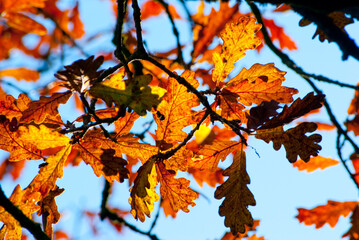 Naklejka na ściany i meble autumn oak leaves
