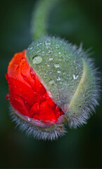 Close up from an opening poppy bud isolated on green blur background.