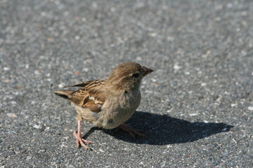 Spatz auf der Straße
