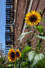 Beautiful Yellow Sunflowers next to an Old Brick Apartment Building with a Fire Escape in Astoria Queens New York during Summer