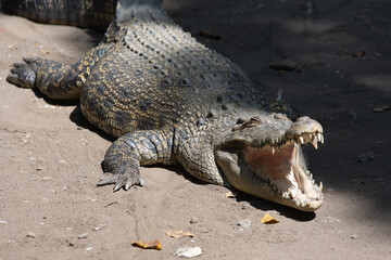 Crocodile basks in the sun with open mouth.
