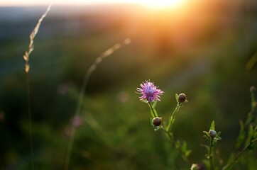 thistle in the sunset