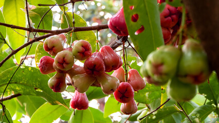 Red rose apple in a tree