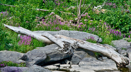 Driftwood in nature