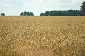 Zboże przed żniwami © Grzegorz