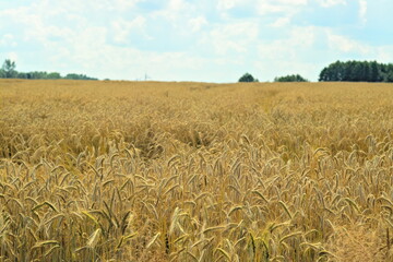 Dojrzałe zboże przed żniwami © Grzegorz