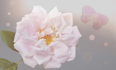 summer rose mist flower