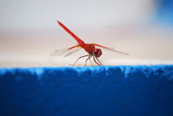 Trithemis Kirbyi, Orange-Winged Dropwing, Dragonfly