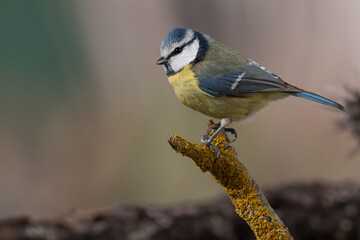PAJARO AZUL HERRERILLO CYANISTES POSANDO CON FONDO DEGRADADO