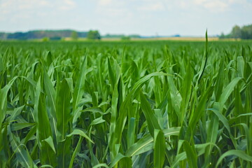 Fototapeta Pole rosnącej kukurydzy obraz