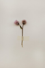 The burdock flower is glued on white paper with tape. Vintage collection of herbarium.