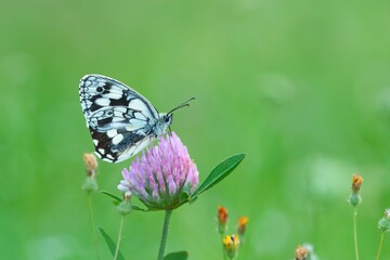 marbled white butterfly sitting on pink clover isolated in green meadow, Melanargia galathea