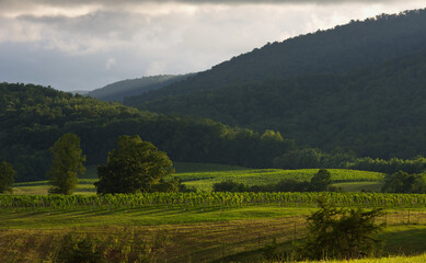 The summer sun reflects on the grape vines in a vineyard in the Virginia mountains with pastel clouds in the sky in the background.