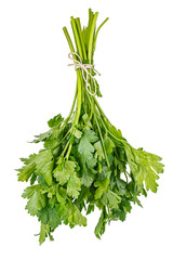 Vertical hanging bunch of parsley tied with brown twine isolated on white background
