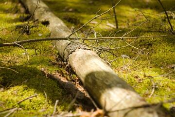 Stare spróchniałe zwalone drzewo w lesie na mchu 
