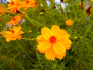 Yellow Cosmos sulphureus flower Nature background