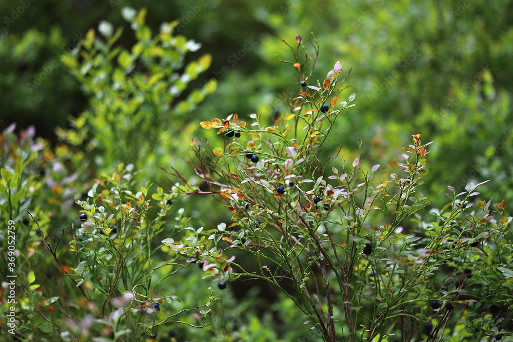 Wall mural Blueberry bush in the forest close up