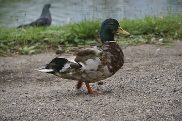 natura