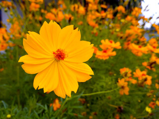 Yellow Cosmos sulphureus flower Nature background