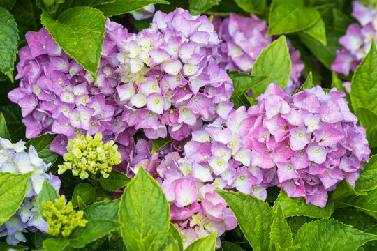 Hydrangea macrophylla in Lila Endless Summer