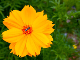 Yellow Cosmos sulphureus flower Nature background
