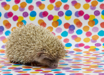 African hedgehog on a beautiful polka dot background