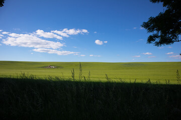 Zielona łąka i błękitne niebo - obrazy, fototapety, plakaty