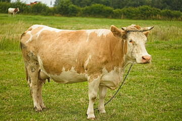 Krowa na łańcuchu stojąca bokiem