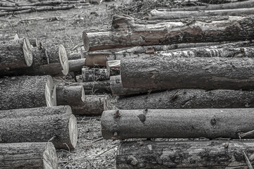 stack of trees monochrome background design logging base, oak trees logs