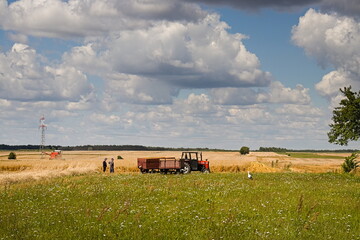 Ludzie na polu podczas żniw pszenicy, ciągnik rolniczy i bocian