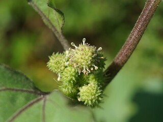 A plant with virus-like seeds. Now I know the origin of the virus.